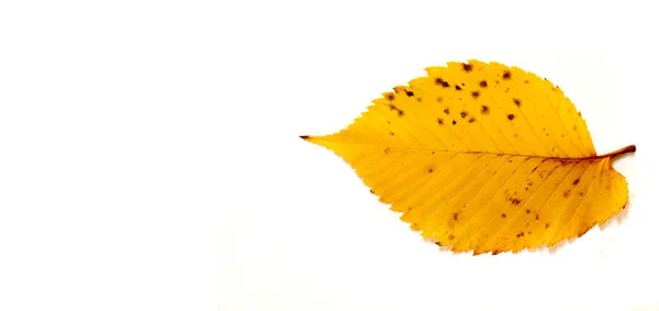 Hoja de olmo de otoño aislada sobre fondo blanco —  Fotos de Stock