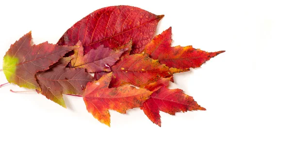 Kolorowe i jasne tło wykonane z opadłych liści jesieni. — Zdjęcie stockowe