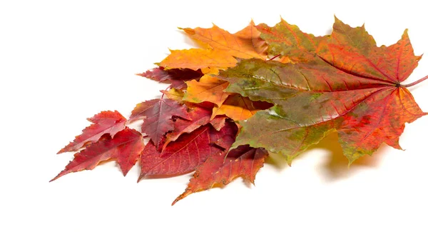 Fond coloré et lumineux fait de feuilles d'automne tombées. — Photo