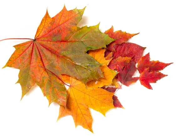 Bunte und helle Hintergrund aus gefallenen Herbstblättern. — Stockfoto