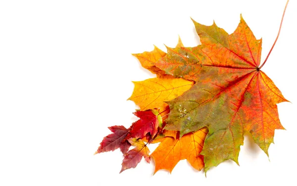 Bunte und helle Hintergrund aus gefallenen Herbstblättern. — Stockfoto