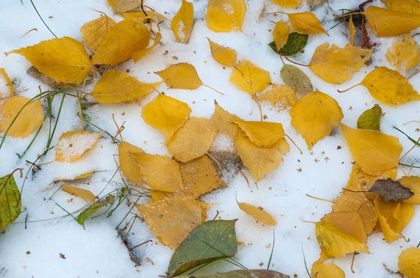 Bladeren herfst sneeuw. textuur — Stockfoto