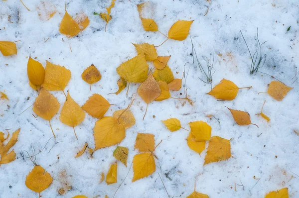 葉秋に雪。テクスチャ — ストック写真