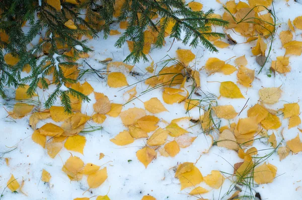 Liście jesienią śniegu. tekstura — Zdjęcie stockowe