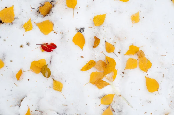 Blätter Herbst Schnee Textur — Stockfoto