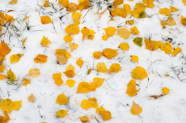 叶秋雪纹理 — 图库照片