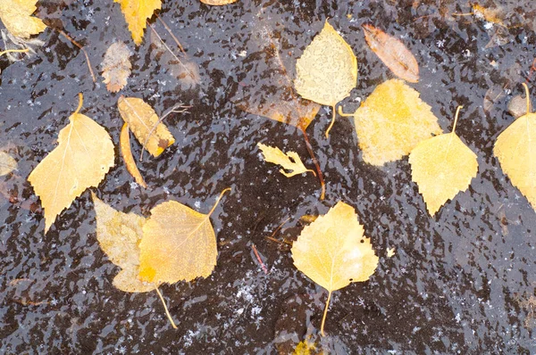秋の葉氷水たまり — ストック写真
