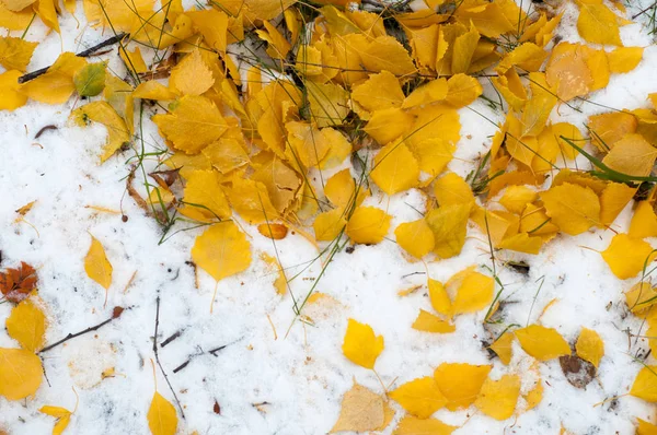 叶秋雪纹理 — 图库照片