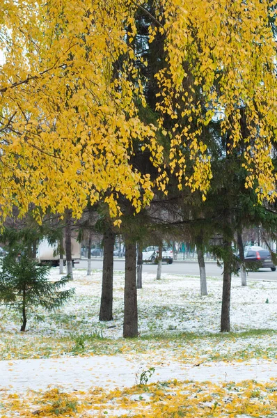 Листя осінньої сніжної текстури — стокове фото