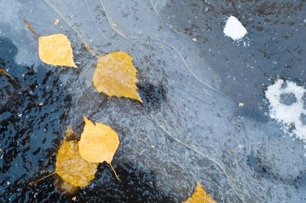 Hojas de otoño charco de hielo — Foto de Stock