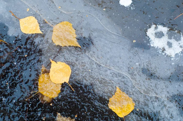 Feuilles d'automne flaque de glace — Photo