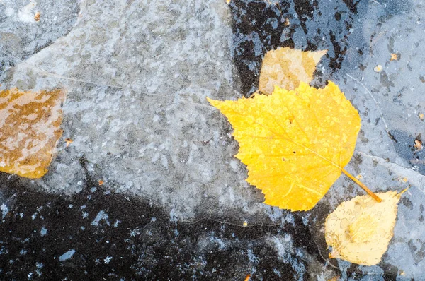 Hojas de otoño charco de hielo — Foto de Stock