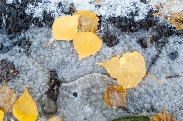 Ледяная лужа осенних листьев — стоковое фото
