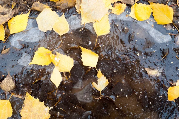 Folhas outono textura de neve — Fotografia de Stock