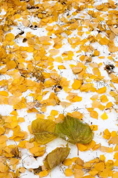 Blätter Herbst Schnee Textur — Stockfoto