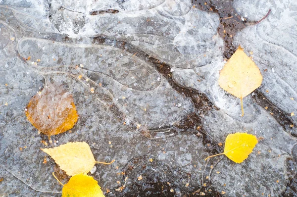 Jesienne liście lód kałuża — Zdjęcie stockowe