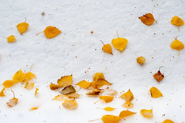 Bladeren herfst sneeuw textuur — Stockfoto