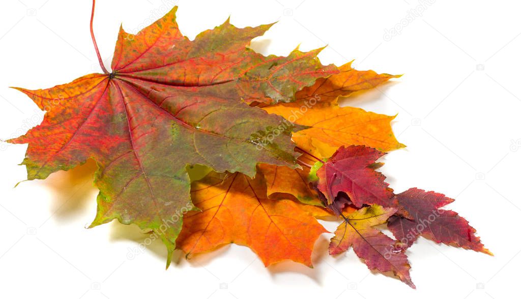 Texture, background. Autumn leaves. 