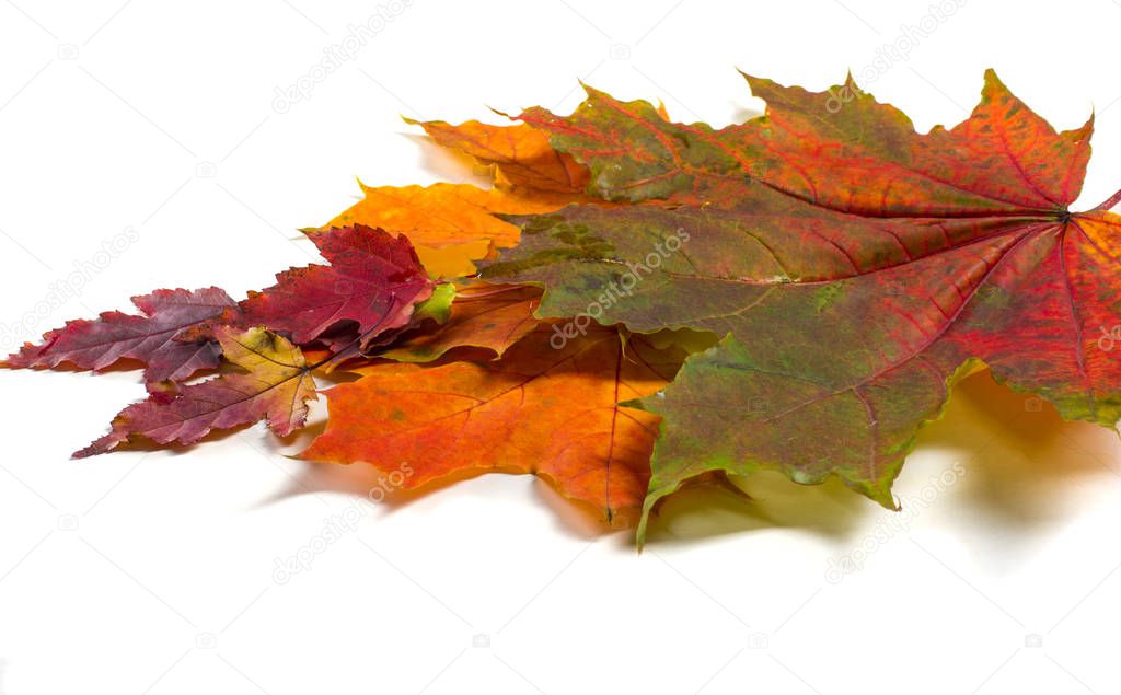 Texture, background. Autumn leaves. 