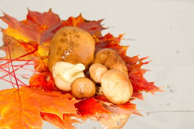 sonbahar yaprakları mantar