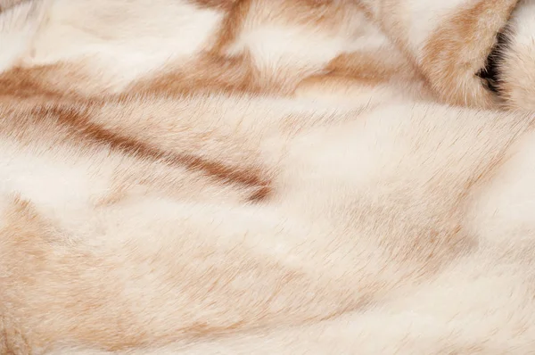 Textur. Mink päls. mink päls — Stockfoto