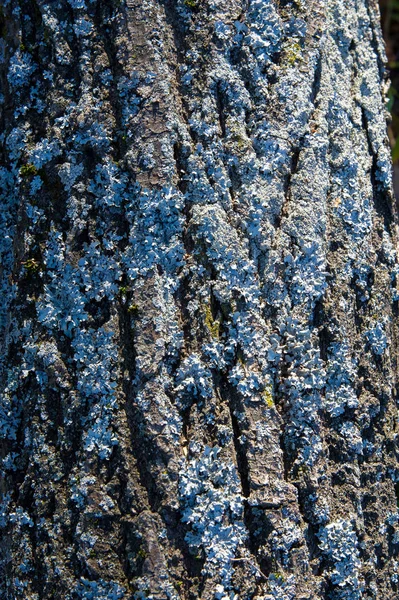 The bark of the tree moss — Stock Photo, Image