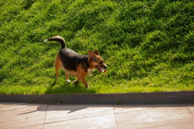 Bulanık sığ alan derinliği, çayır çimeni, tipik olarak uzun dar yapraklı kısa bitkilerden oluşan bitki örtüsü, yabani veya çim ve çayırlarda yetişen bitki örtüsü, ve bir yem olarak.