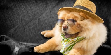 Chow Chow aslen Çin 'in kuzeyinden, yani dolgun aslan köpeği anlamına gelen Sunshi Quan adında bir köpek cinsidir..