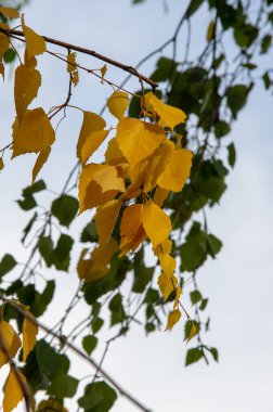 Sonbahar manzarası, fotoğraftaki sonbahar çizimi, sarı bordo kırmızı yapraklar, yaz dilekçesi, neşeli resimler.