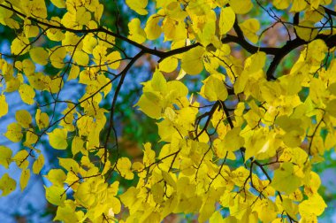 Sonbahar fotoğrafçılığı, sonbaharda yapraklar, yılın bu zamanında ağaçlar turuncu, kırmızı ve bakır çiçeklerden koparak canlanıyor.