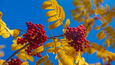 Sonbahar manzarasının fotoğrafı. Parlak sonbahar yapraklarının arka planında kızıl dağ külleri..