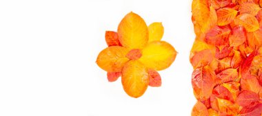 Sonbahar manzarası, fotoğraftaki sonbahar çizimi, sarı bordo kırmızı yapraklar, yaz dilekçesi, neşeli resimler.