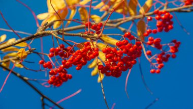 Sonbahar manzarasının fotoğrafı. Parlak sonbahar yapraklarının arka planında kızıl dağ külleri..