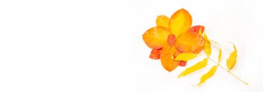 Sonbahar manzarası, fotoğraftaki sonbahar çizimi, sarı bordo kırmızı yapraklar, yaz dilekçesi, neşeli resimler.