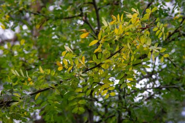 Sonbahar fotoğrafçılığı, sonbaharda yapraklar, yılın bu zamanında ağaçlar turuncu, kırmızı ve bakır çiçeklerden koparak canlanıyor.