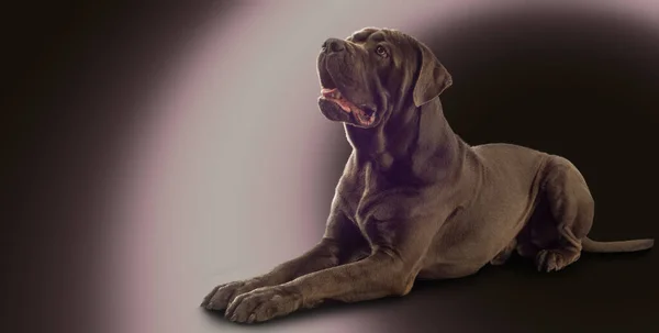 Fotografia Studio Cani Animali Mastino Inglese — Foto Stock