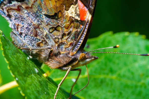 Vanessa Atalanta Red Admiral Earlier Red Delightful Well Characterized Medium — Stock Photo, Image