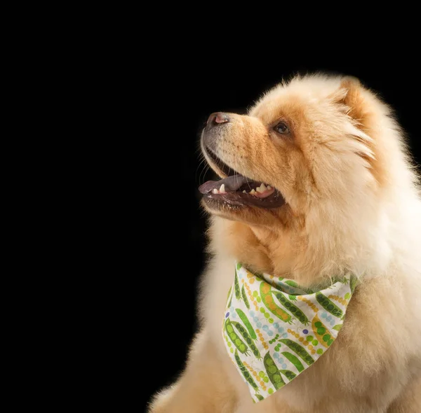 Chow Chow Breed Dog Originally Northern China Called Sunshi Quan — Stock Photo, Image