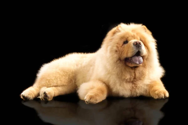 Chow Chow Una Raza Perro Originario Del Norte China Donde — Foto de Stock