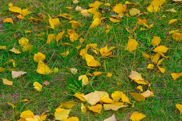 Paysage Automne Croquis Automne Sur Photo Feuilles Jaunes Bordeaux Rouges — Photo