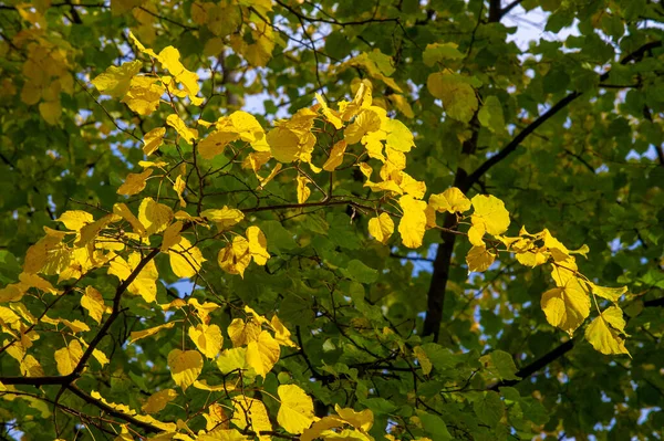 Herbstlandschaft Skizze Des Herbstes Auf Dem Foto Gelb Bordeauxrote Blätter — Stockfoto