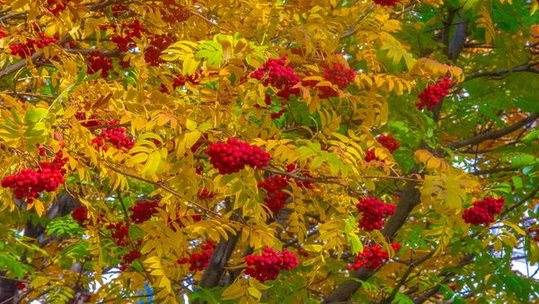 Foto Der Herbstlandschaft Bündel Roter Eberesche Auf Dem Hintergrund Strahlend — Stockfoto