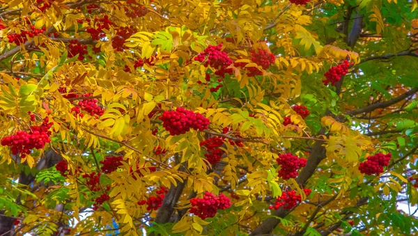 Foto Del Paisaje Otoñal Manojos Ceniza Roja Montaña Fondo Hermosas — Foto de Stock