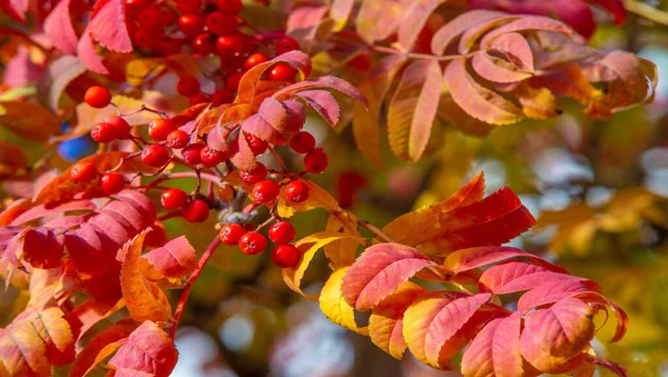 Foto Der Herbstlandschaft Bündel Roter Eberesche Auf Dem Hintergrund Strahlend — Stockfoto