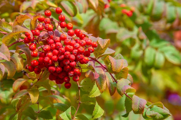 Foto Der Herbstlandschaft Bündel Roter Eberesche Auf Dem Hintergrund Strahlend — Stockfoto