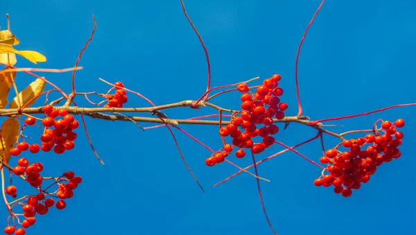 Foto Del Paesaggio Autunnale Branchi Cenere Rossa Montagna Sullo Sfondo — Foto Stock