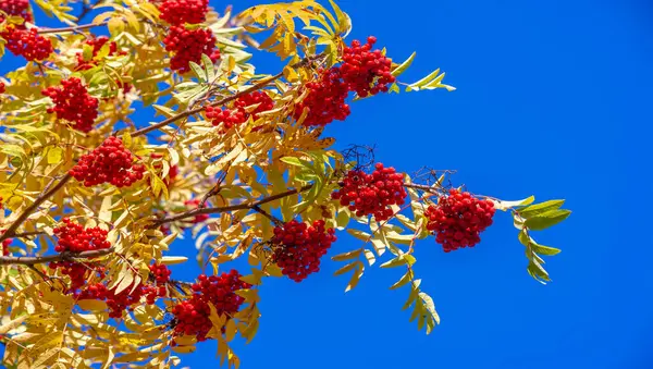 Foto Paisagem Outono Bunches Cinza Montanha Vermelha Fundo Folhas Outono — Fotografia de Stock