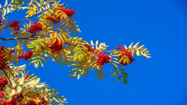 Foto Paisagem Outono Bunches Cinza Montanha Vermelha Fundo Folhas Outono — Fotografia de Stock