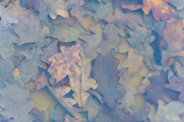 Herbst Foto Bunte Eichenblätter Einem Wasserbecken Eis Gefroren Auf Dem — Stockfoto