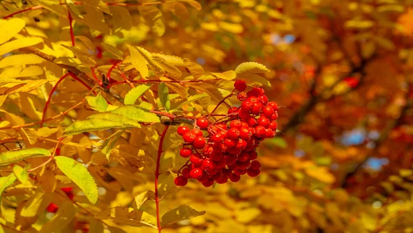 Foto Der Herbstlandschaft Bündel Roter Eberesche Auf Dem Hintergrund Strahlend — Stockfoto